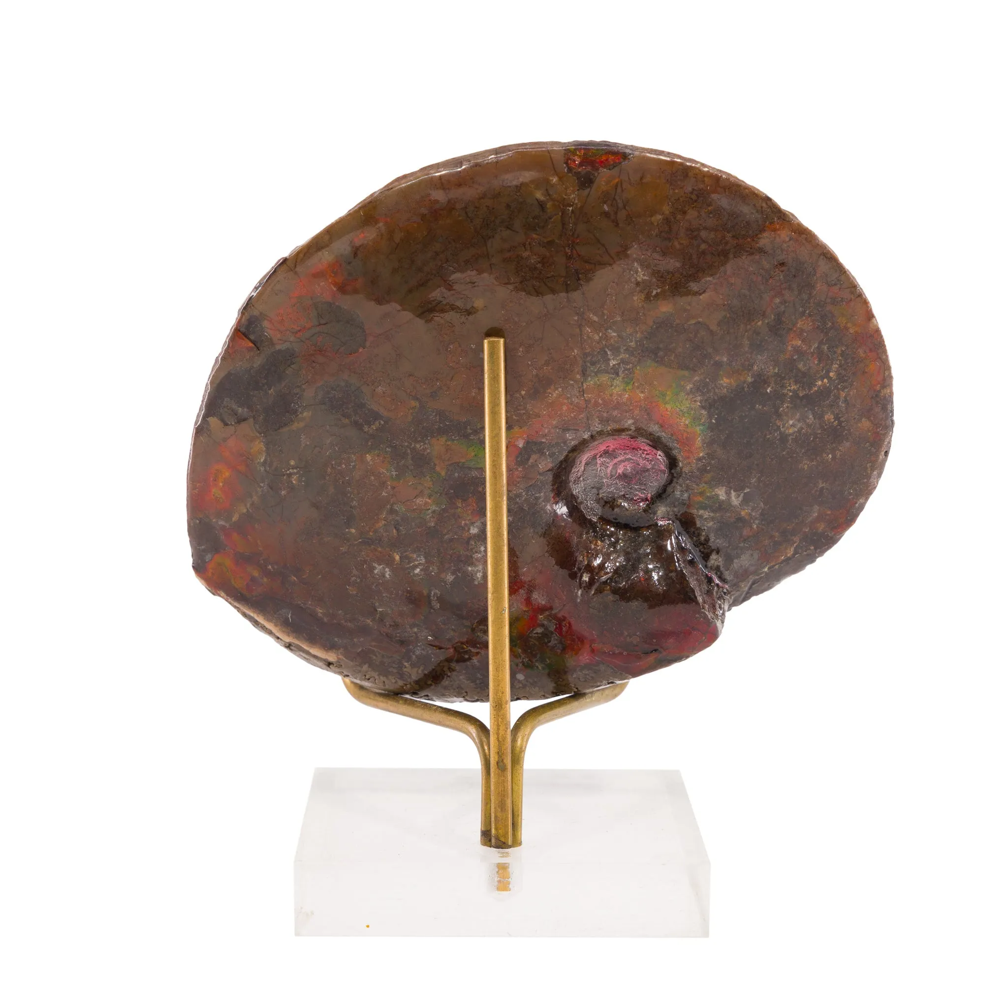 Ammolite 4.6 inch 338.5 Gram Polished Gem Fossil - Alberta, Canada