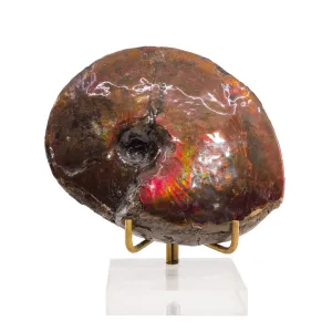 Ammolite 4.6 inch 338.5 Gram Polished Gem Fossil - Alberta, Canada