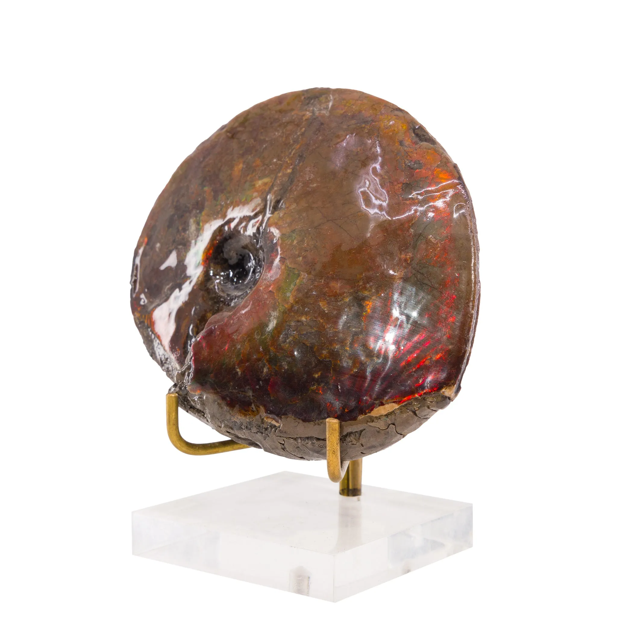 Ammolite 4.6 inch 338.5 Gram Polished Gem Fossil - Alberta, Canada