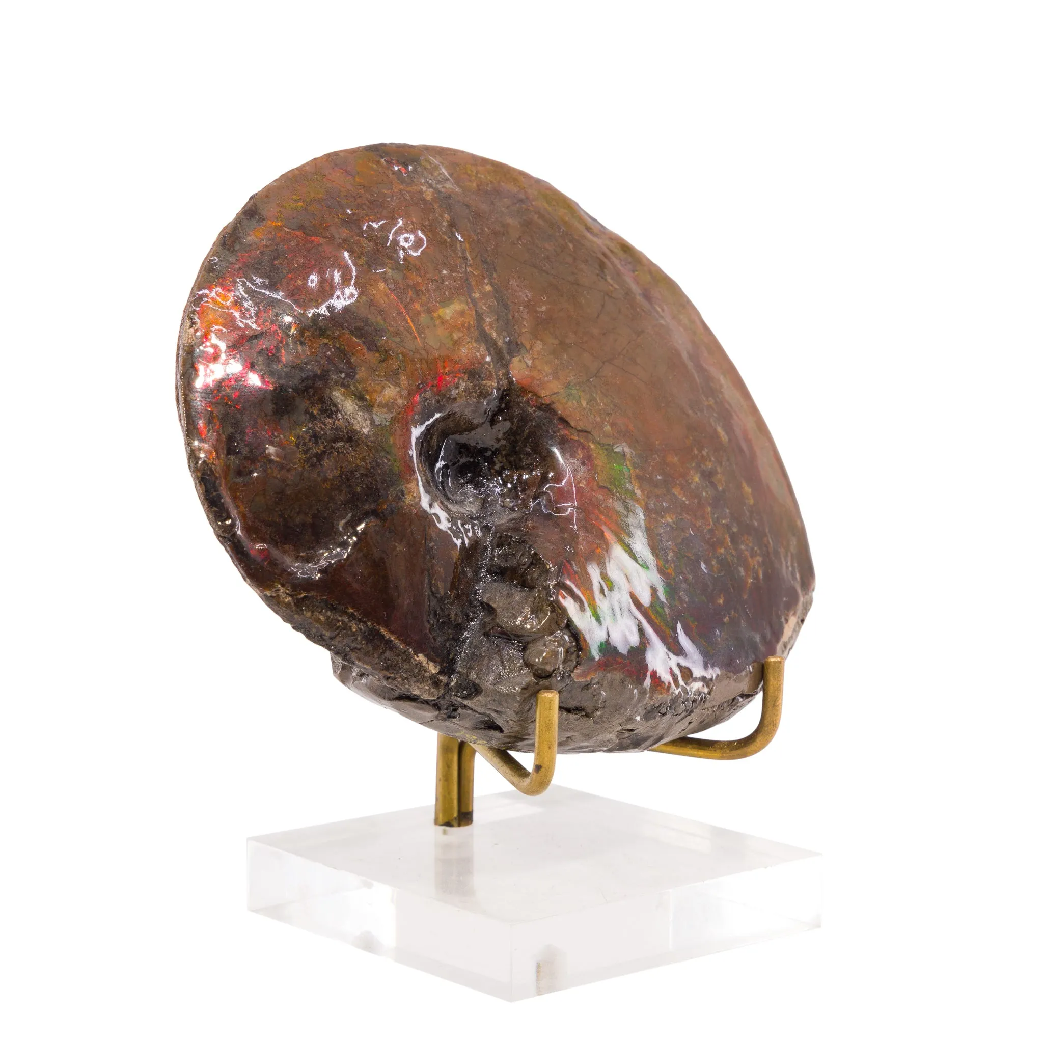 Ammolite 4.6 inch 338.5 Gram Polished Gem Fossil - Alberta, Canada